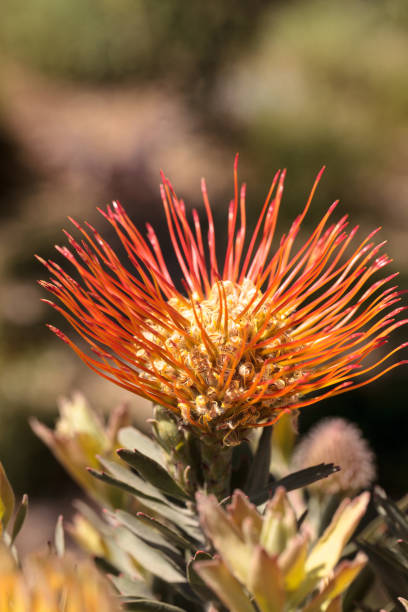 istock Goldfinger pincushion protea flower 664494998