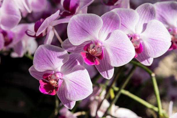 istock Farland orchid 664498760
