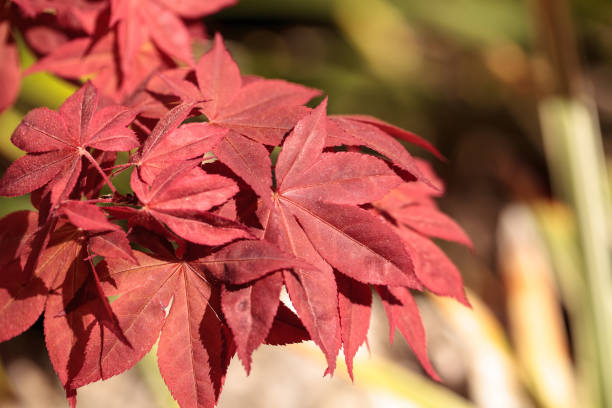 istock Red and green leaves on a Japanese maple tree 664501392