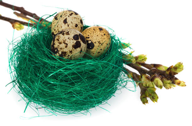 istock Easter eggs in green bird nest  with blooming twigs. 664501740
