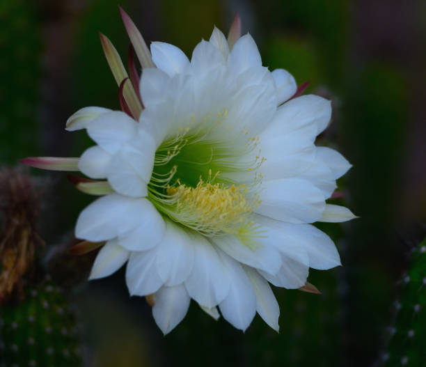istock Night Blooming Cactus Flower Arizona USA 03 664502140