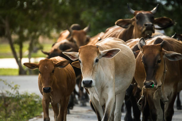 istock Herd buffalo grazing in marshy swamp area 664502442