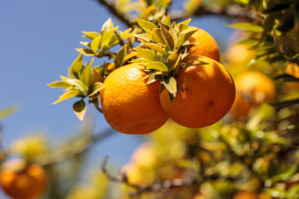istock Tangerines grown in a cluster on a citrus tree 664506368
