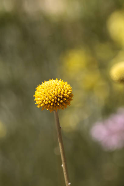 Yellow Craspedia Billy balls flower blooms in a garden in spring