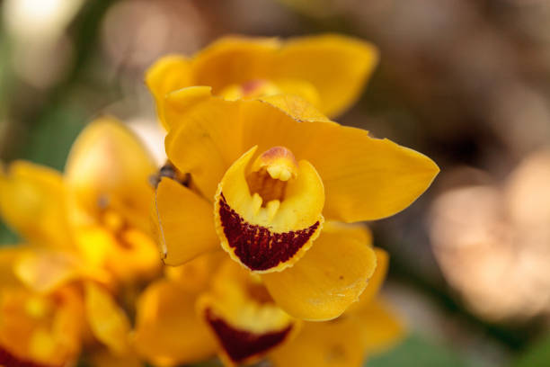 istock Yellow cymbidium orchid flower 664510860
