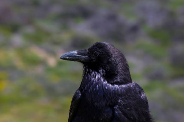 istock Profile of Raven blackbird 664513592