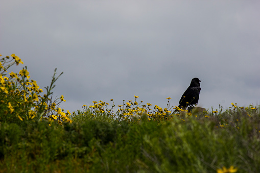 Raven blackbird on a post from afar with flowers in the foreground