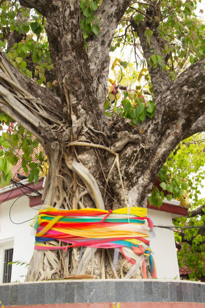 istock colorful three color fabric around the old tree. 664514038