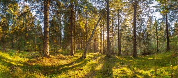 istock Sunny day in the fir forest. 664515306