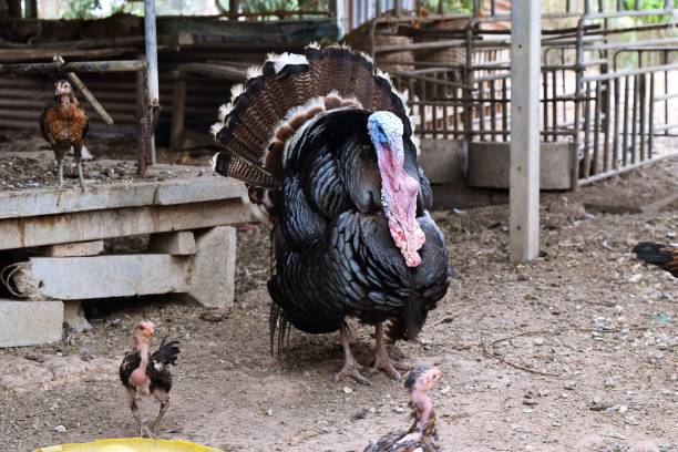istock Male Turkeyspreading his feathers in display,Chickens walk freely 664518162