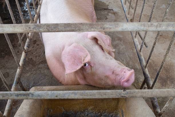 istock The Pink Pig in a cage 664518172