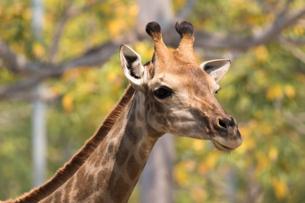 istock Image of a giraffe head on nature background. Wild Animals. 664521740