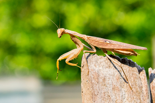 Image of brown mantis on nature background. Insect.