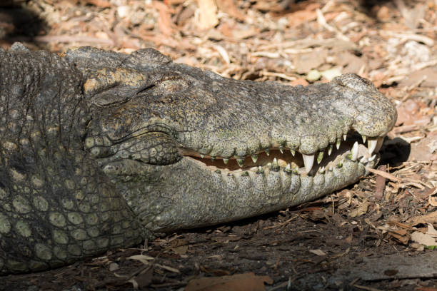 istock Image of a crocodile on nature background. Wild Animals. 664521928