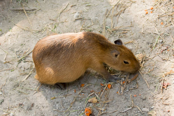 istock Image of a capybara on the ground. Wild Animals. 664521946