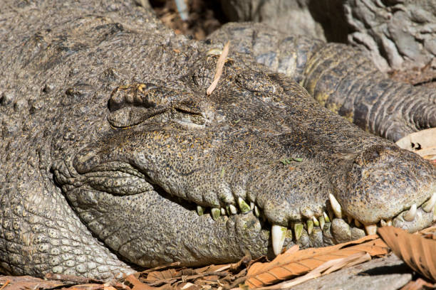 istock Image of a crocodile on nature background. Wild Animals. 664521958