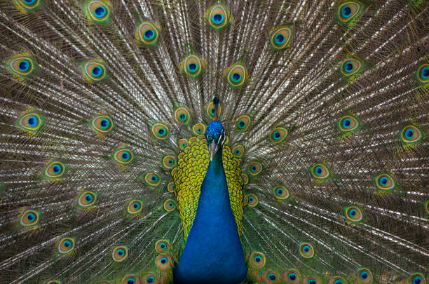 istock Portrait of peafowl with feathers out. 664522042