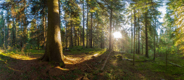 istock Sunny day in the fir forest. 664522562