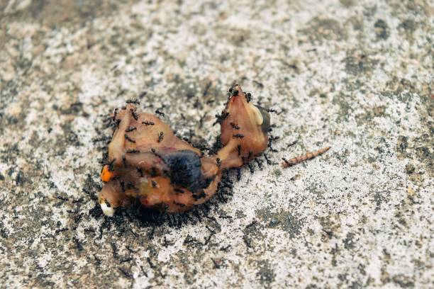 istock Black Ant colony with baby bird carcasses 664525120