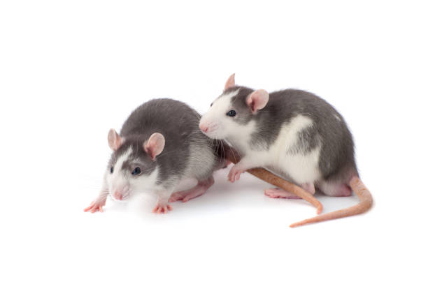 istock Two cute gray-white rats on a white background close-up. 664525362