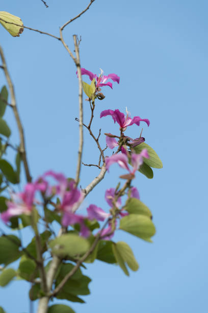 istock Orchid tree or Purple bauhinia over blue sky background 664525406