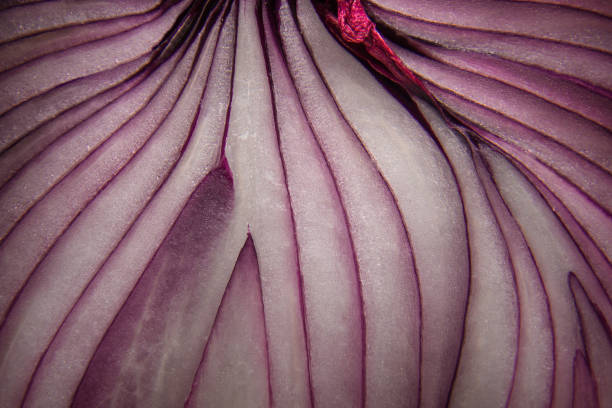 Closeup of sliced red onion layers stock photo