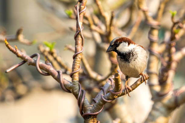 istock Image of sparrow on nature background. Bird 664533092