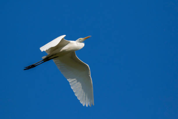 istock Image of egret flying in the sky. Heron. Wild Animals. 664533124