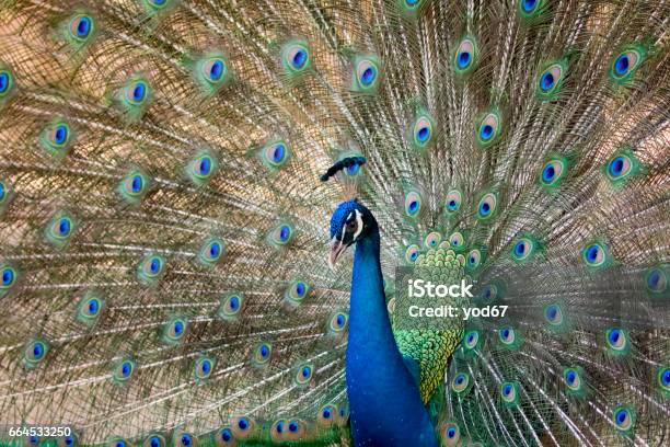 Image Of A Peacock Showing Its Beautiful Feathers Wild Animals Stock Photo  - Download Image Now - iStock