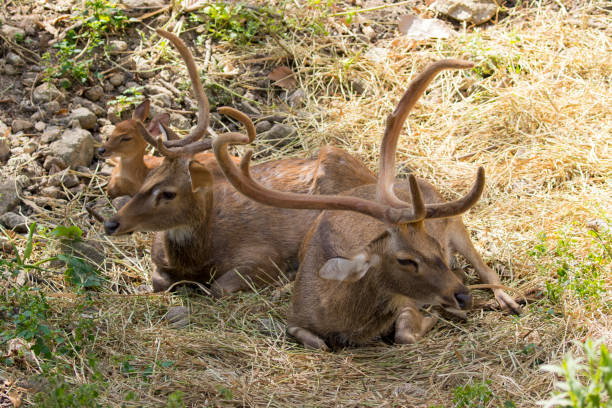 istock Image of a deer relax on nature background. wild animals. 664533334