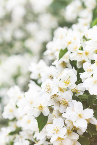 Jasmine flowers blooming in spring garden. Shallow depth of field