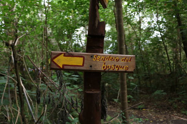 istock Indications of the Forest 664534568