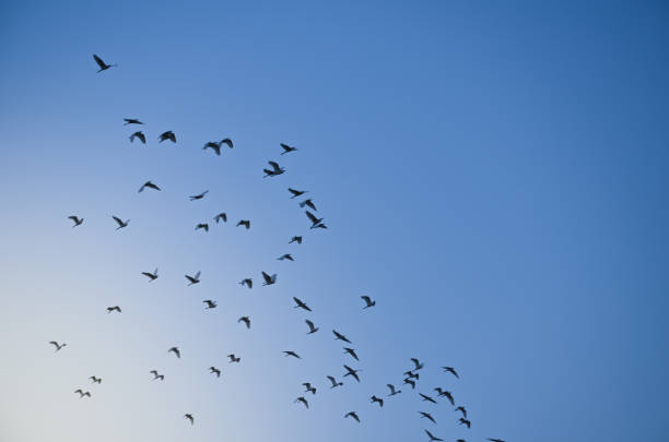 istock Flock of Birds 664534882