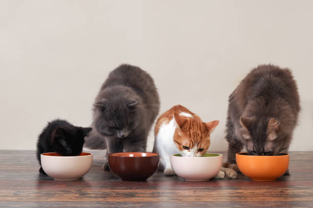 koty domowe jedzą karmę dla zwierząt domowych na podłodze z misek - domestic cat animals feeding pet food food zdjęcia i obrazy z banku zdjęć