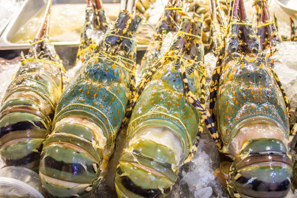 istock spiny lobster in ice tray 664551206