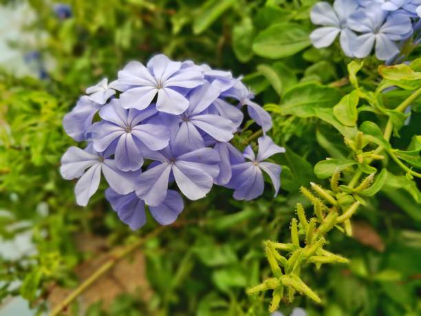 istock Cape leadwort in the garden. 664551374