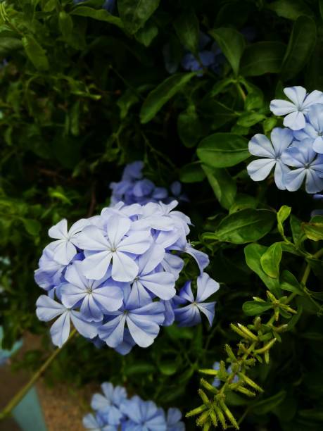 istock Cape leadwort in the garden. 664551378