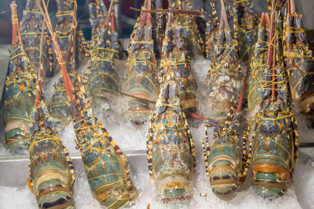 istock spiny lobster in ice tray 664551554