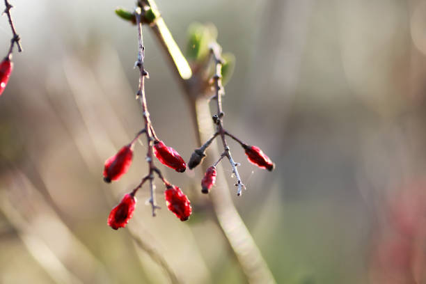 istock berry barberry at sunset 664551672