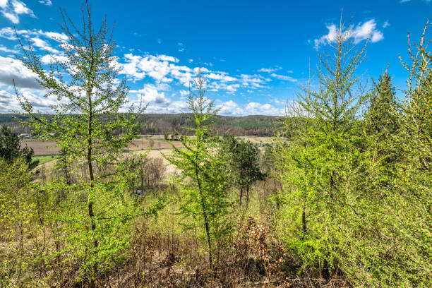 istock Beautiful spring forest landscape, fresh green leaves on trees 664551932