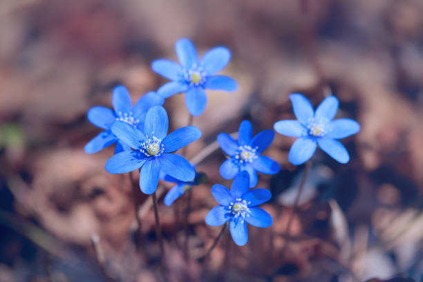 istock Anemone hepatica in the spring in the forest 664552102