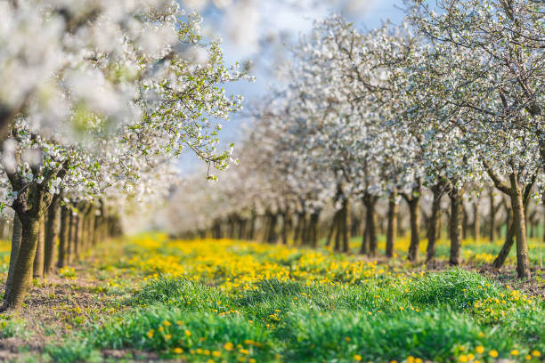 istock Blossoming flower apple orchard in spring time 664555584