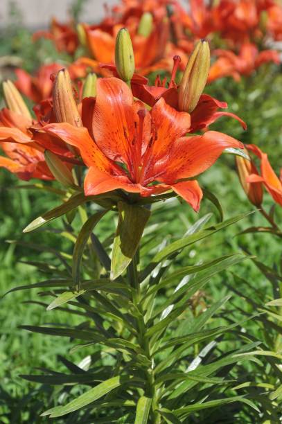 istock Lily flower in summer 664557056