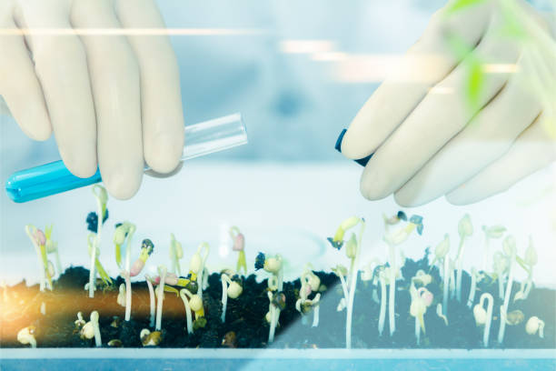 istock (SCIENCE) Scientists working women took the sprouts are beginning to experiment or for breeding sprouts a clean and chemical-free,science content, Film effect. 664557402
