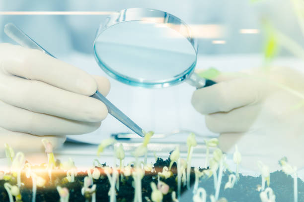 istock (SCIENCE) Scientists working women took the sprouts are beginning to experiment or for breeding sprouts a clean and chemical-free,science content, Film effect. 664557406