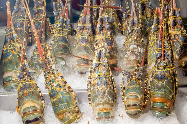 istock spiny lobster in ice tray 664560098
