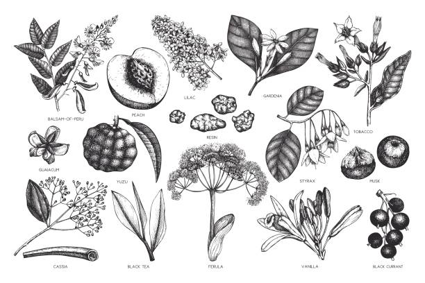 Aromatic_set_Vol_2_2 Vector floral collection. Vintage Hand drawn Perfumery and cosmetics ingredients set. Aromatic and medicinal plant. gardenia drawing stock illustrations