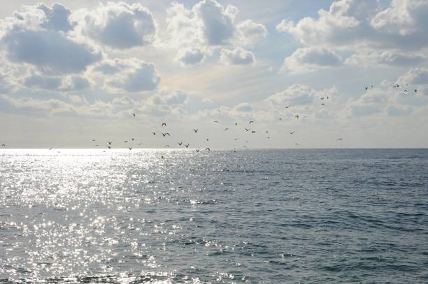 istock Flying seagulls on the Mediterranean - Spain 664564194
