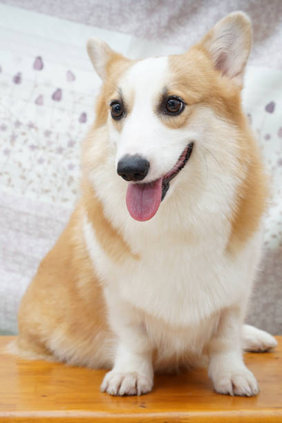 istock Sitting adorable female Pembroke Welsh Corgi 664564528