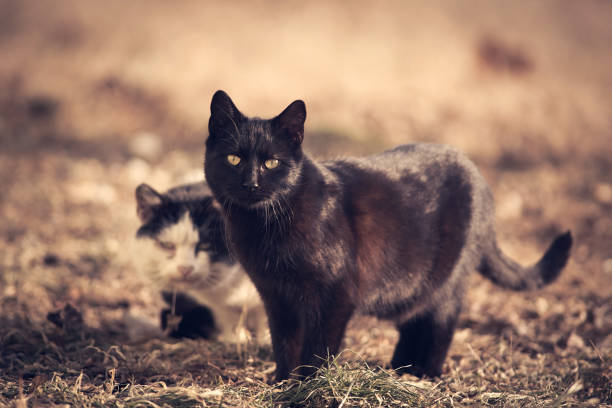 istock Black cat in the nature 664565370